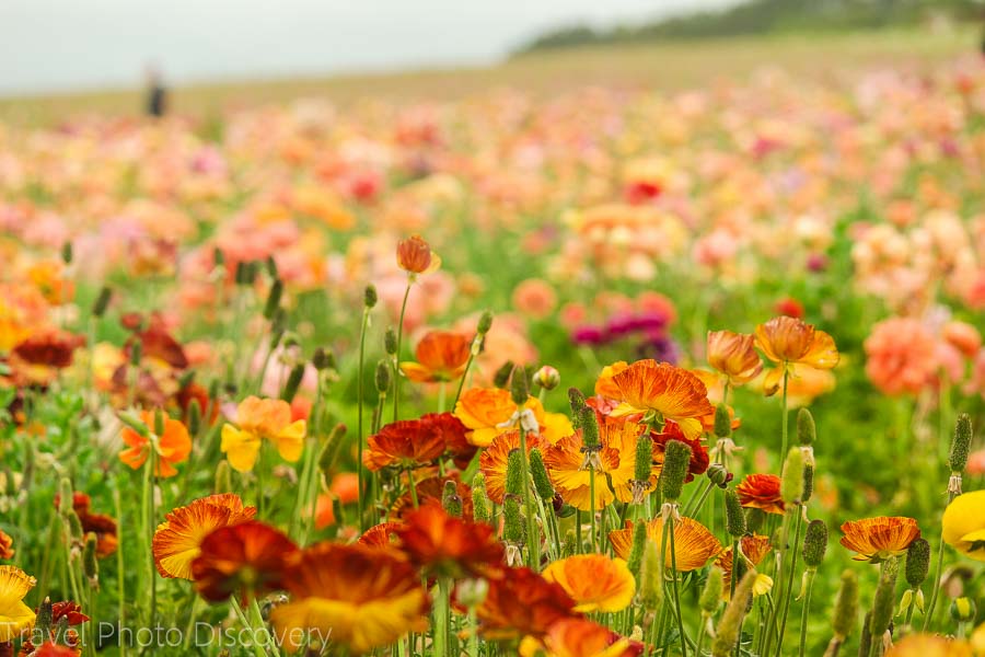 How to get to the flower fields at Carlsbad