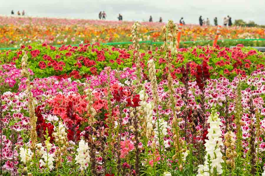 More details to visiting the Carlsbad Flower Fields + Safety Measures