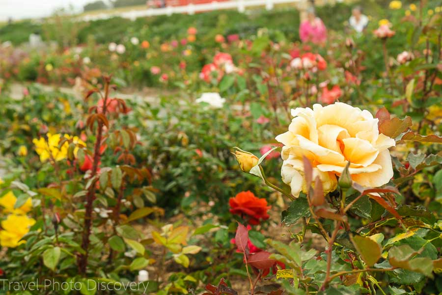 Have you visited the Carlsbad Flower gardens before?