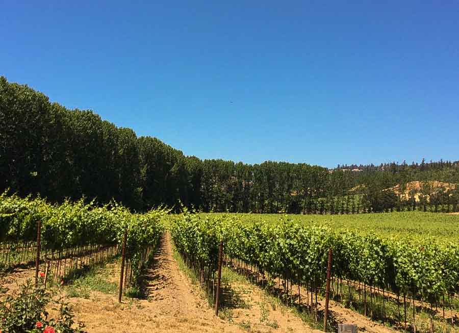 Go wine tasting in Mendocino