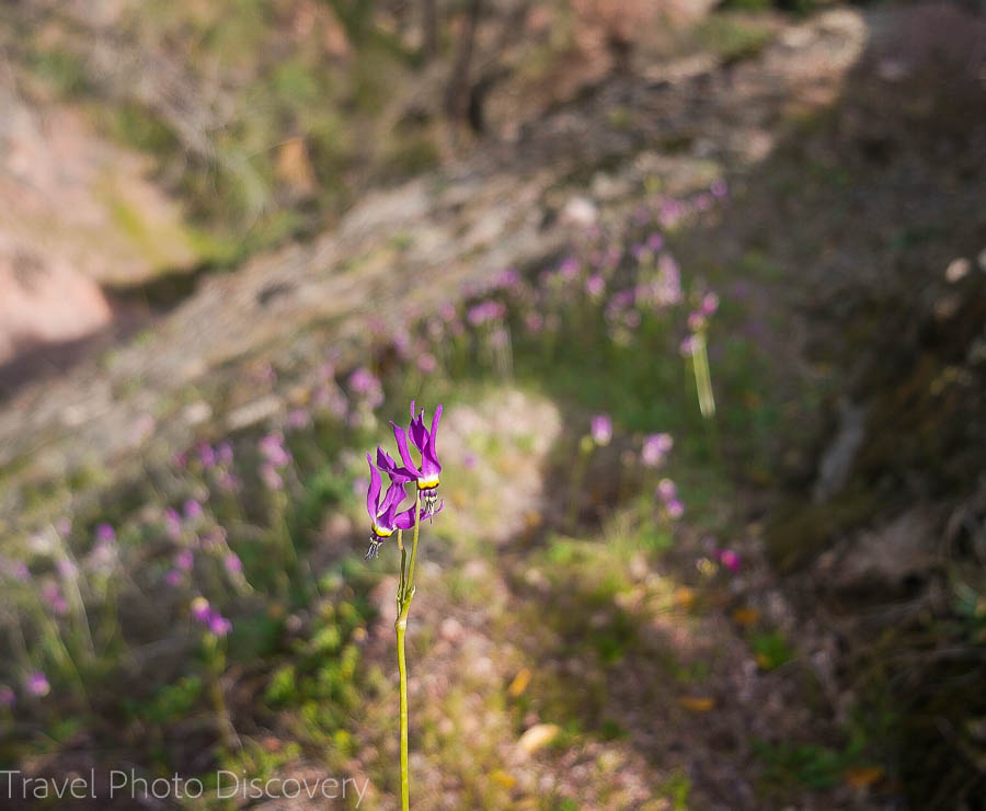 Visiting Pinnacles national park in spring with wildflower season