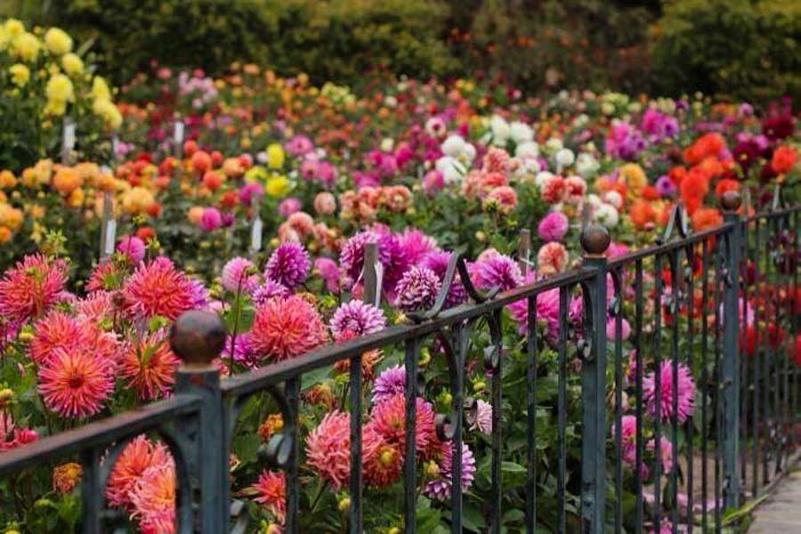 Visit The gorgeous Dahlia garden at Golden Gate park in San Francisco
