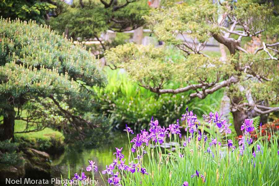 History of the Japanese Tea Garden in Golden Gate Park