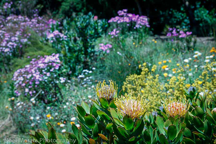 Visiting the San Francisco Botanical Garden at Golden Gate Park
