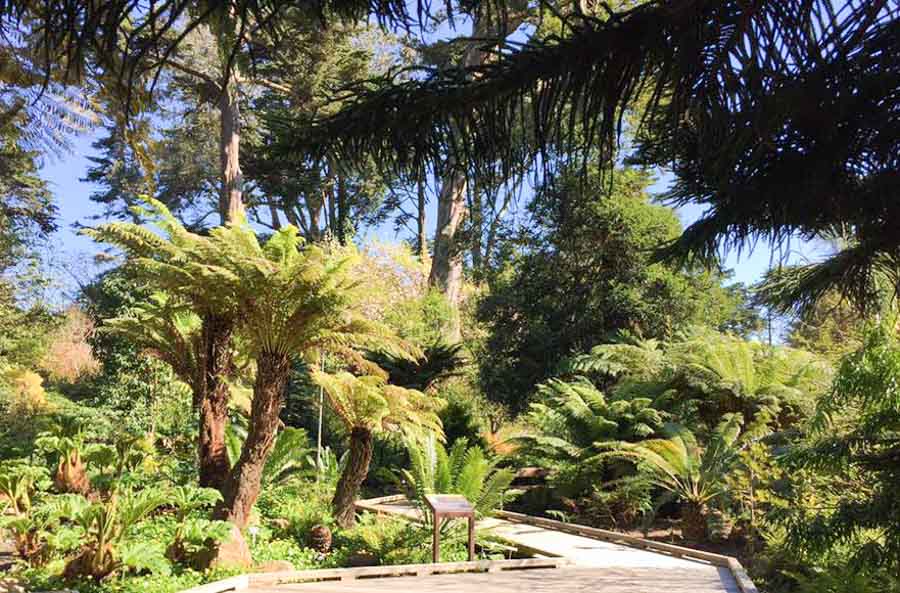 the prehistoric garden at the San Francisco Botanical Garden