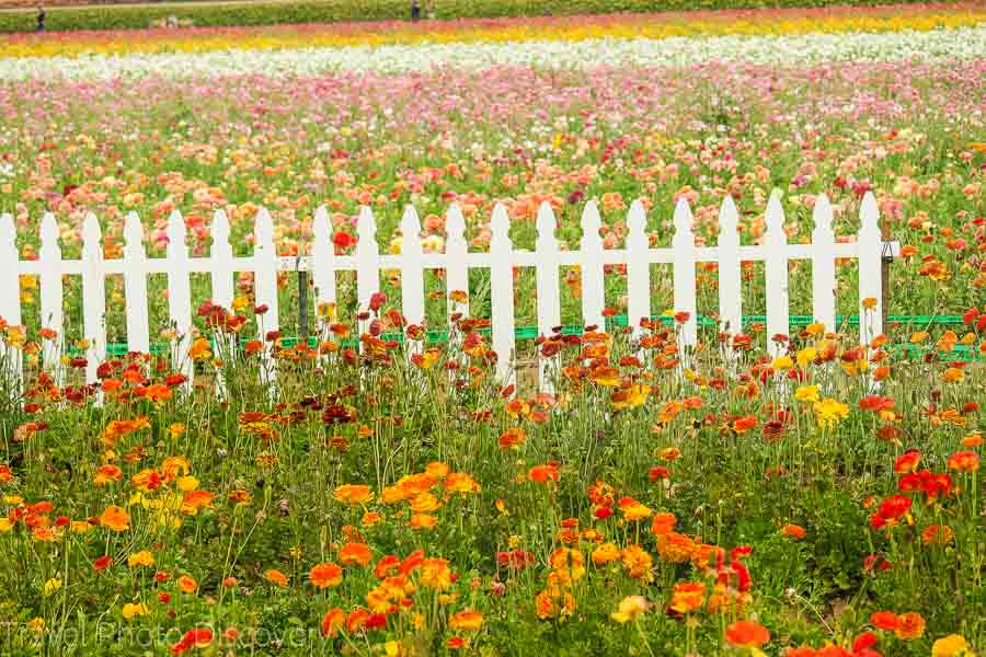 Carlsbad flower fields and beach areas
