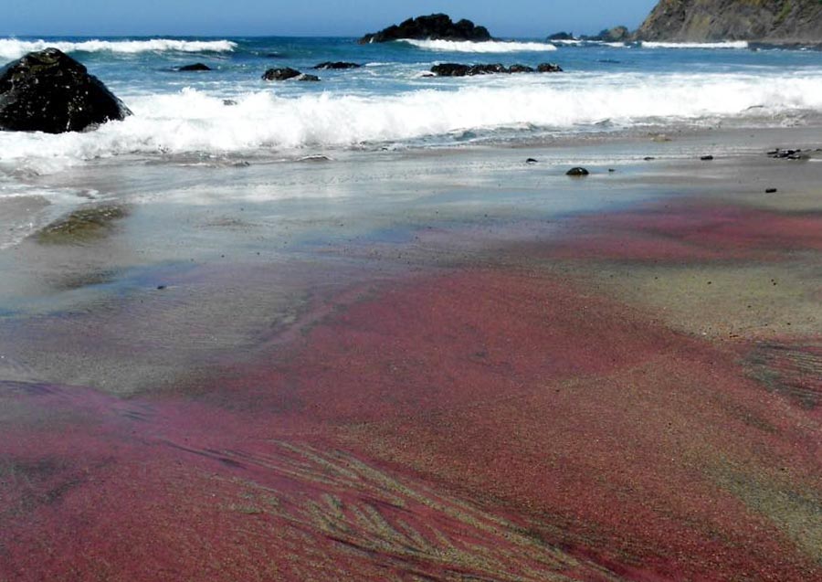 Have you been to the Purple sand beach Pfeiffer Beach?