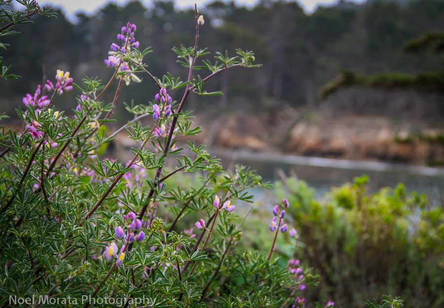 Granite Point Trail