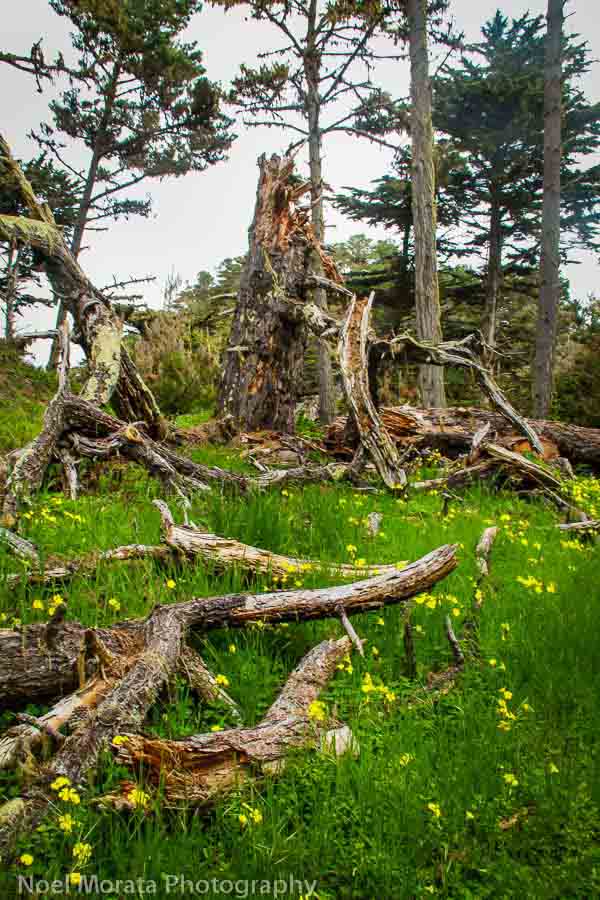 North Shore Trail