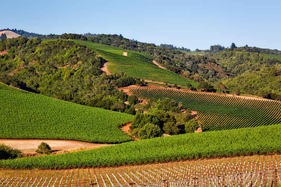 Take the cool and scenic route West Dry Creek road to Healdsburg
