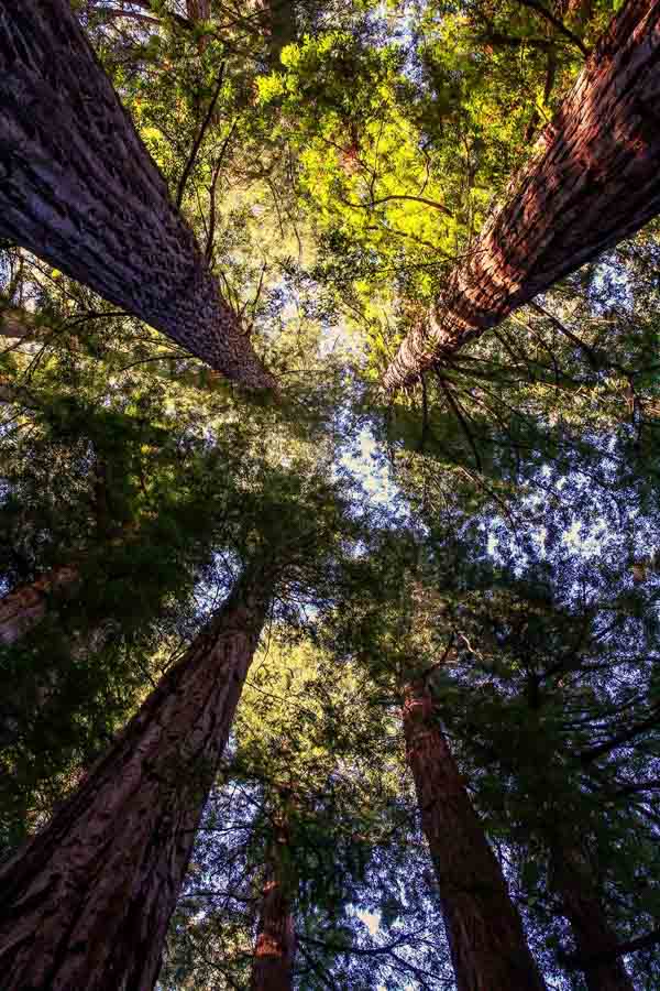 Visit the tall redwood trees at Armstrong Woods State Park