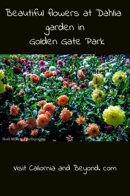 Dahlia garden at Golden Gate park in San Francisco 
