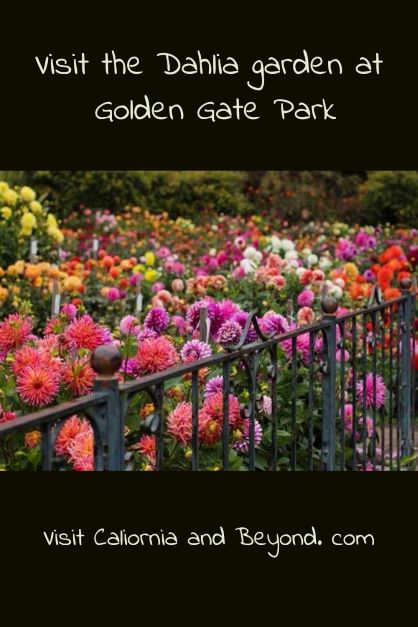 Dahlia garden at Golden Gate park in San Francisco 