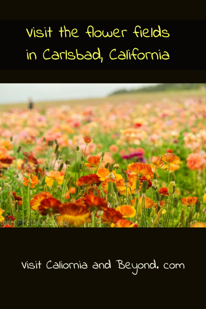 Exploring the Carlsbad Flower Fields in Southern California