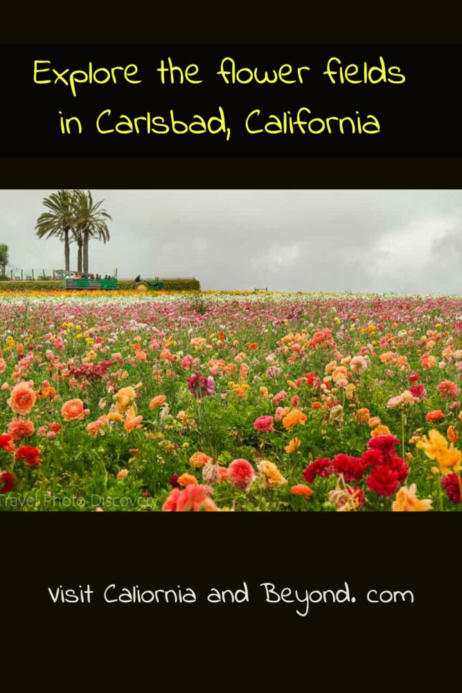 Exploring the Carlsbad Flower Fields in Southern California