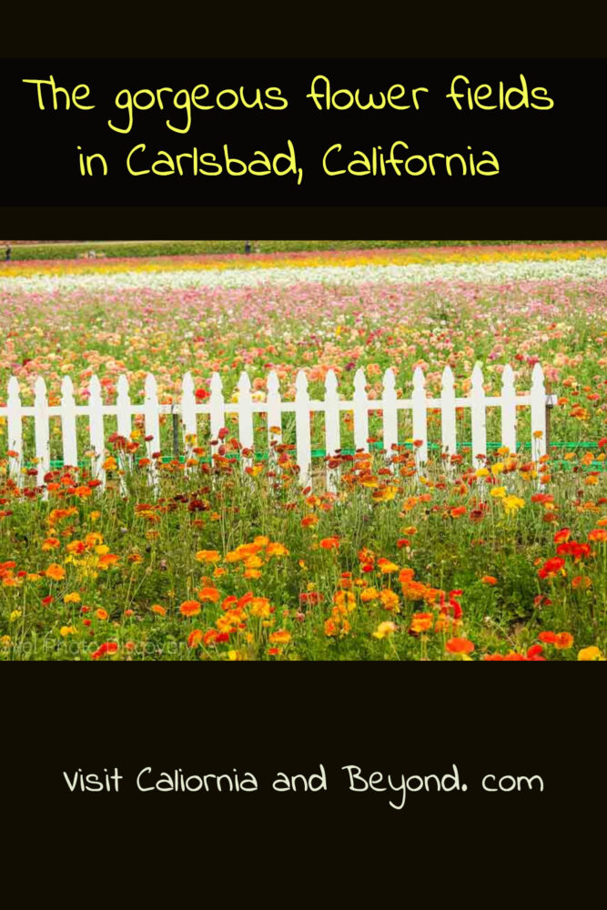 Exploring the Carlsbad Flower Fields in Southern California