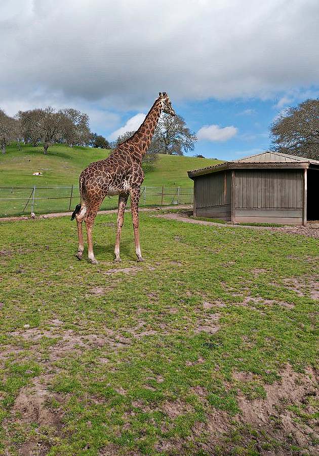 Safari West