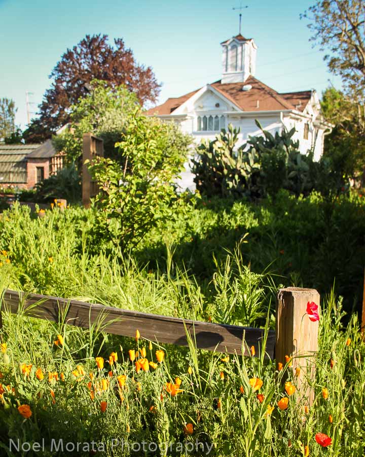 A little history on Luther Burbank pioneer horticulturalist