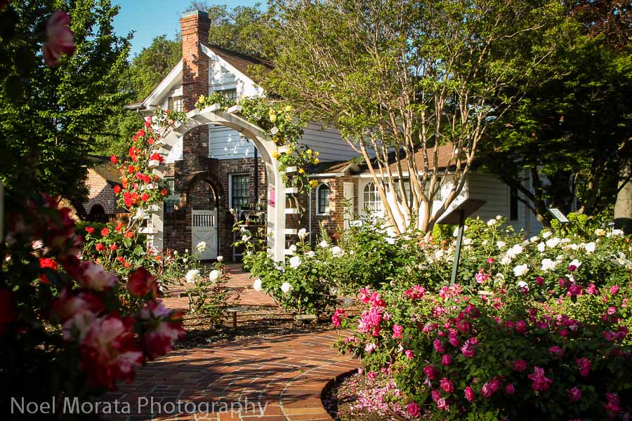 Exploring the Luther Burbank gardens and checking out what's blooming