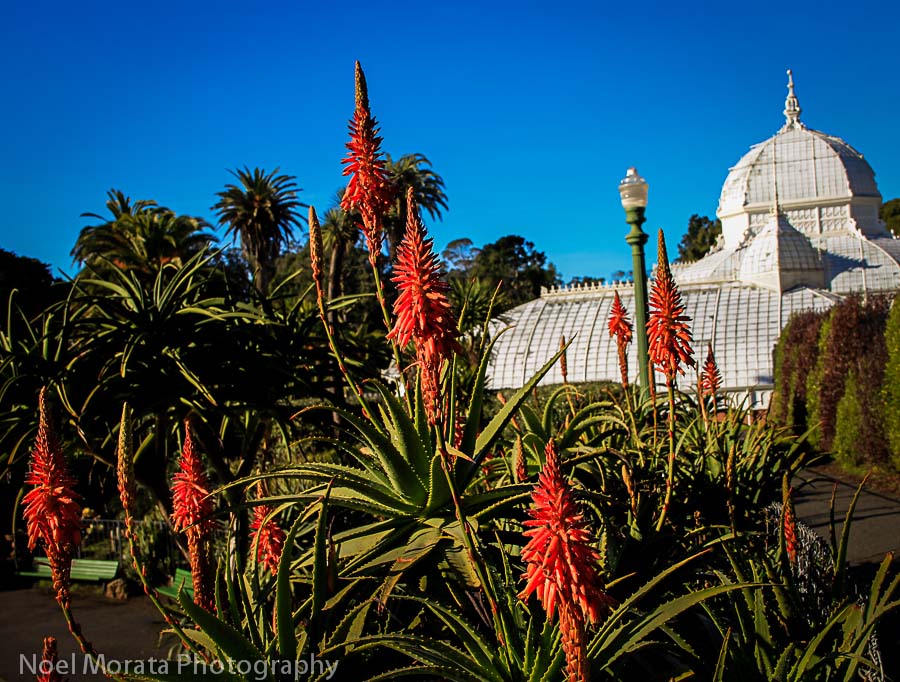 Check out the other spectacular gardens in Golden Gate Park below