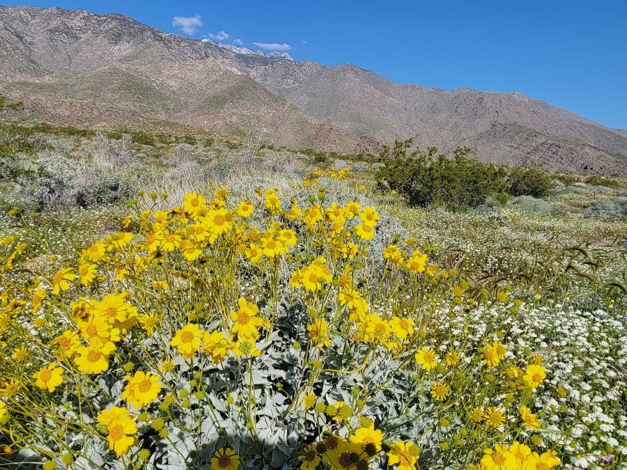 How to get to Indian Canyons