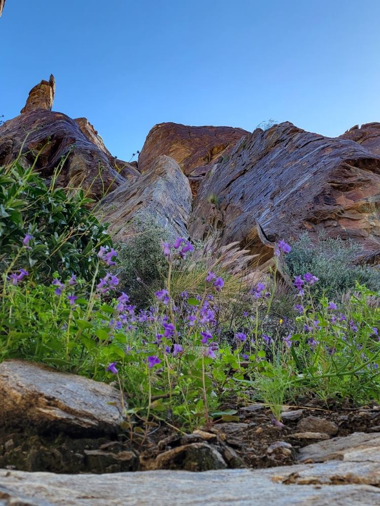 Wildflower season is gorgeous at Indian Canyons