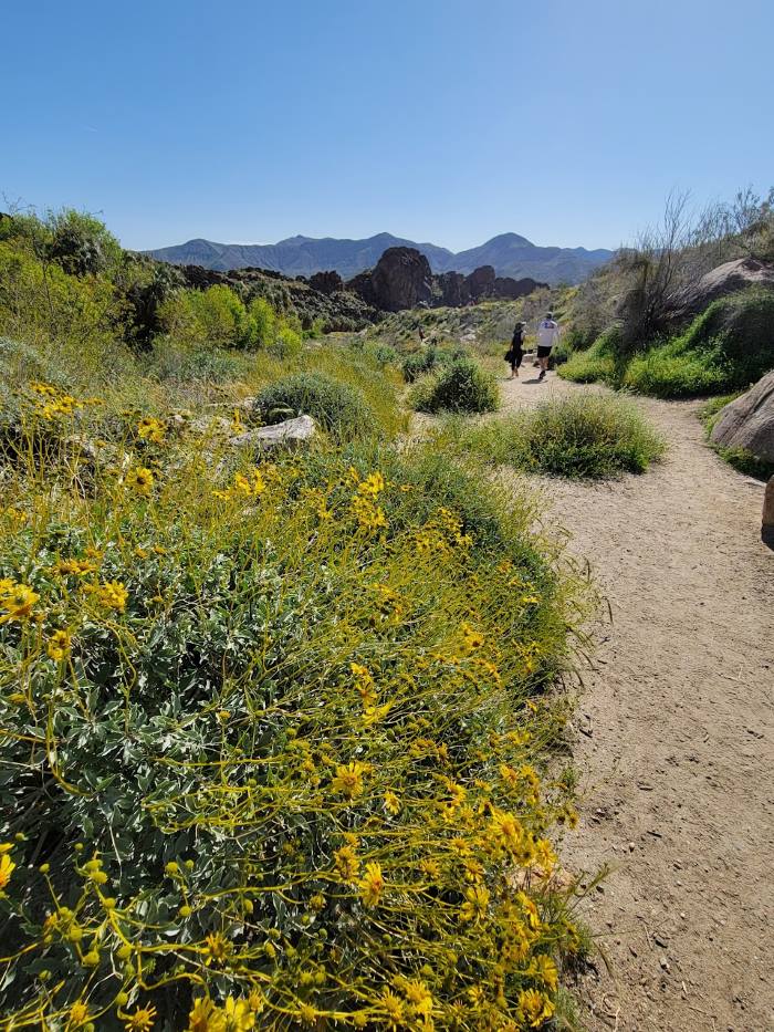 Wildflower season at Indian Canyons