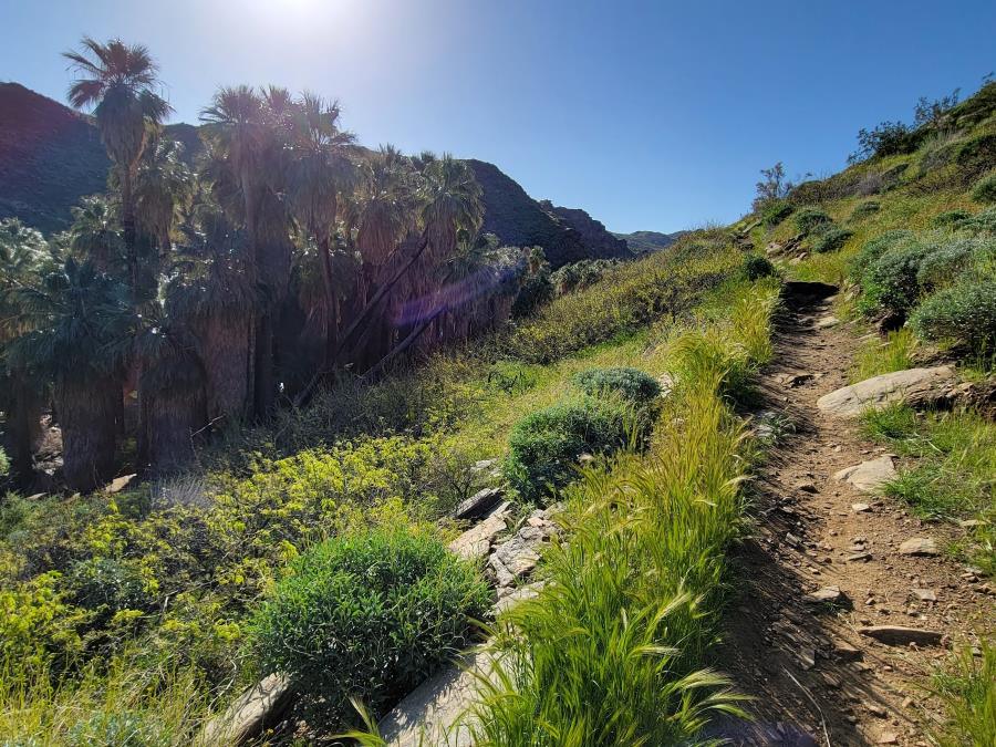 Best Palm Springs hikes at Indian Canyons