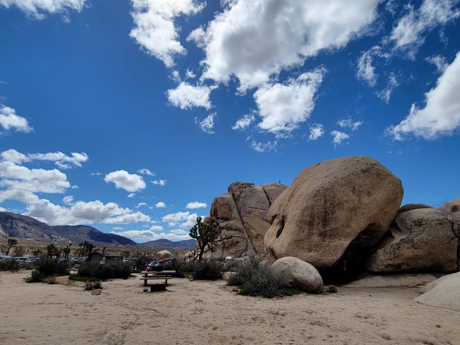 Where can you camp at Joshua Tree National Park?