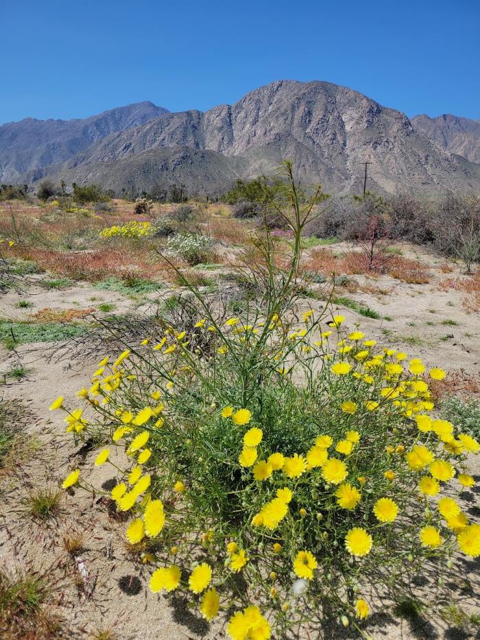 More inside tips to visiting Anza Borrego State Park