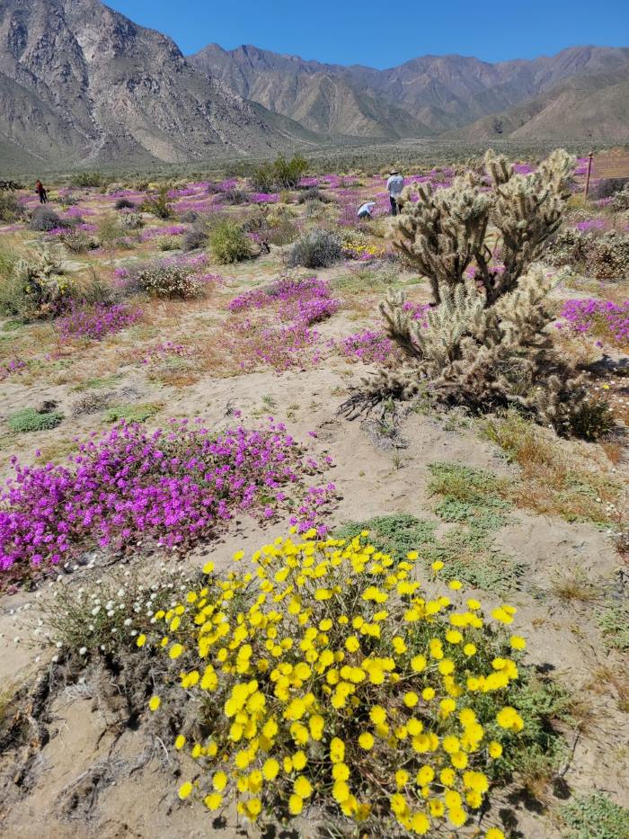 Weather and best time to visit Anza Borrego State Park