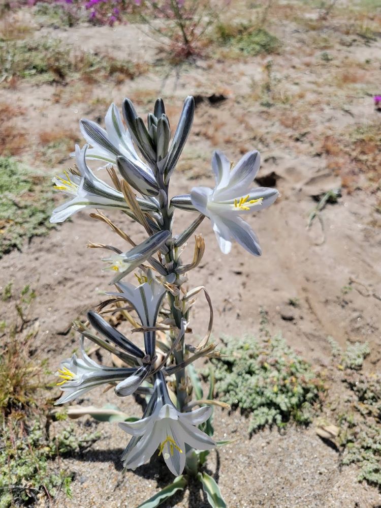 A little history about Anza Borrego State Park