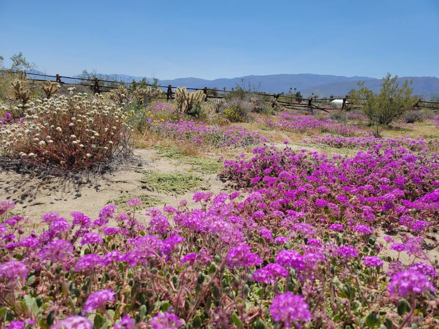 Anza Borrego State park