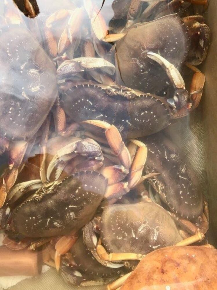 Crabs ‘n Dabs Combo Fishing Trip