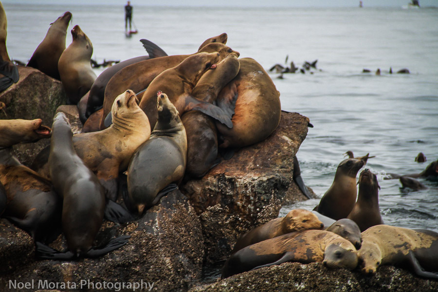 Conclusion to taking a Monterey Tour