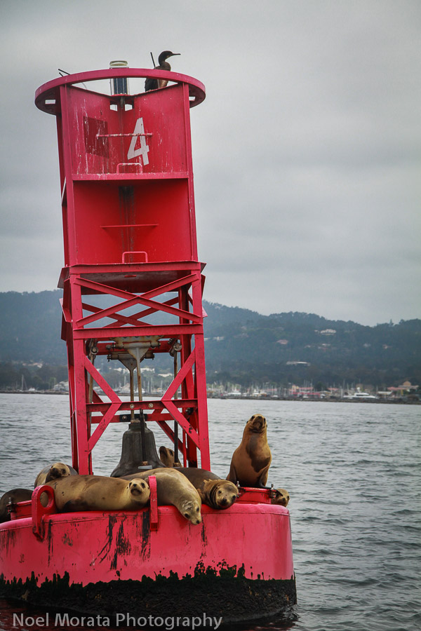 Why take a guided tour around Monterey?