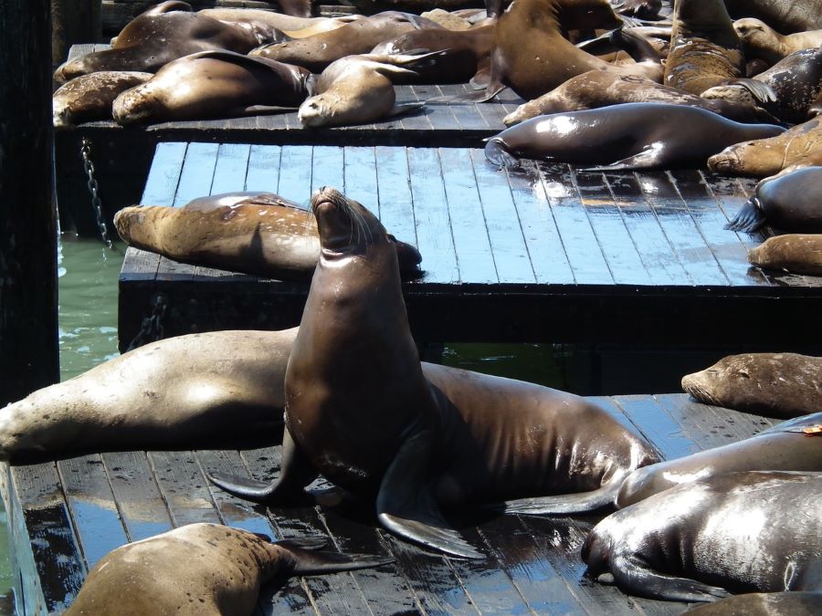 Weather and best time to visit San Francisco