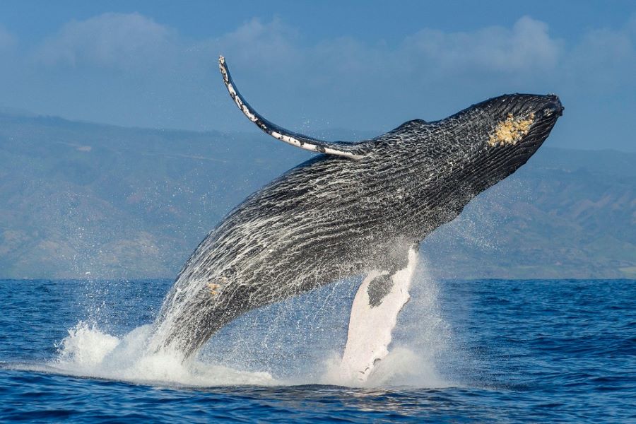 Whale Watching in Monterey 