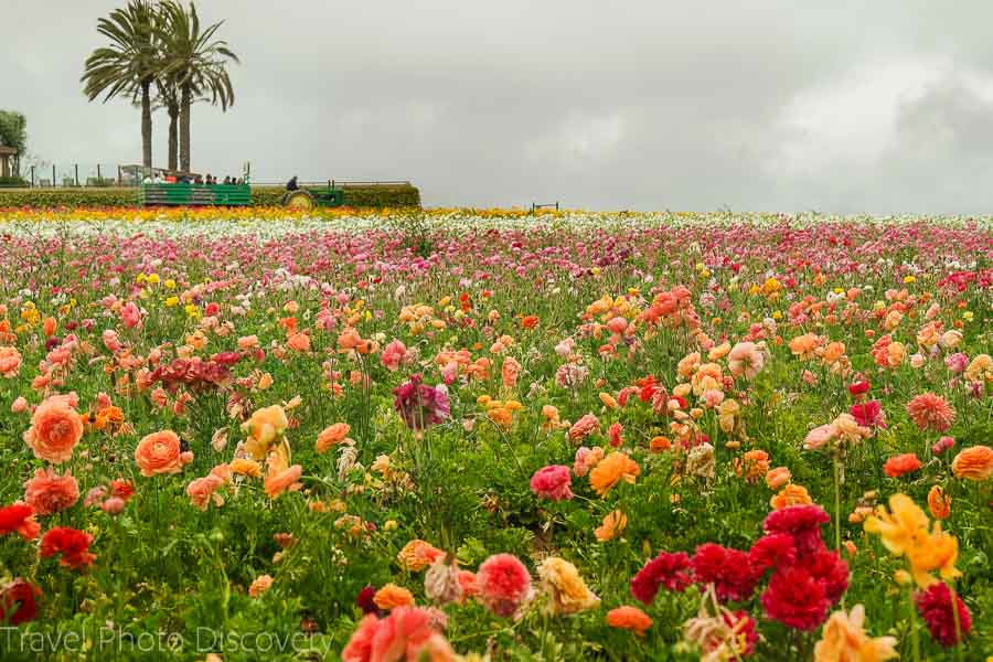Exploring the Carlsbad Flower Fields in Southern California